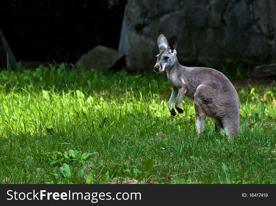 Single Australian grey kangaroo standing still. Single Australian grey kangaroo standing still