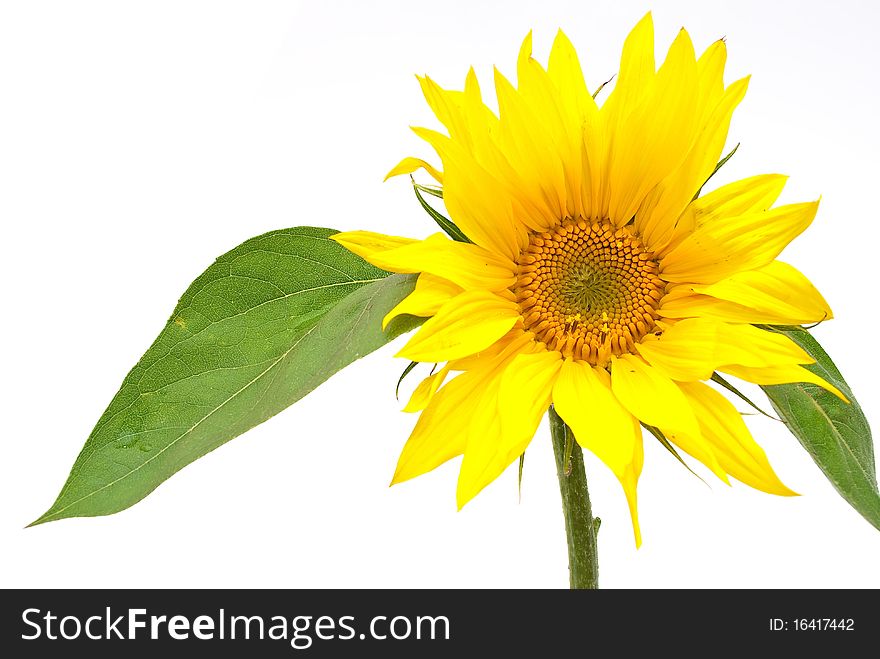 Sunflower with green leaves on white