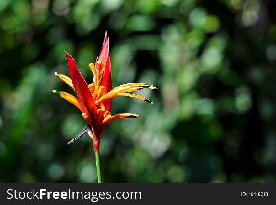 A bird of paradise flower in costa rica