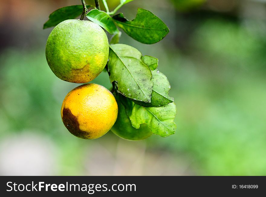 Two tropical oranges on tree. Two tropical oranges on tree