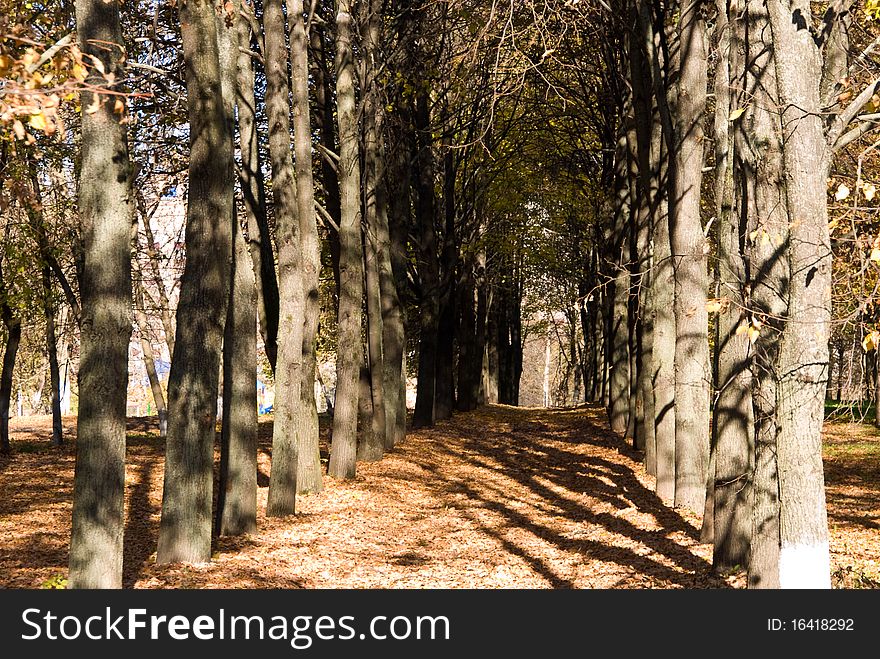 Autumn avenue with leaves falling from trees