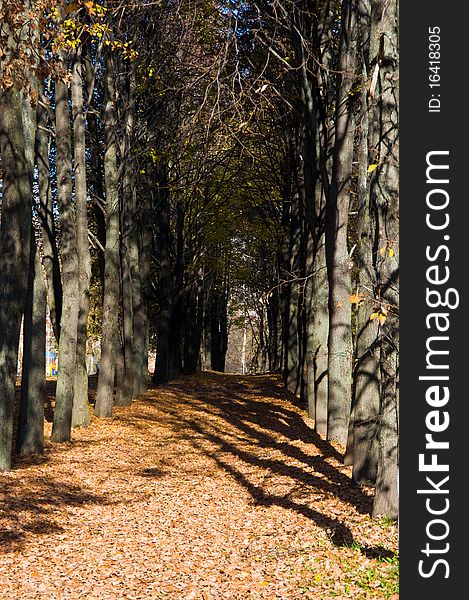 Autumn avenue with leaves falling from trees