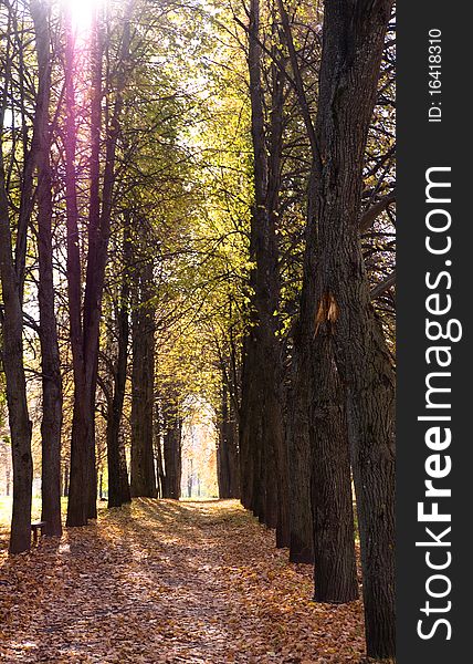 Autumn avenue with leaves falling from trees