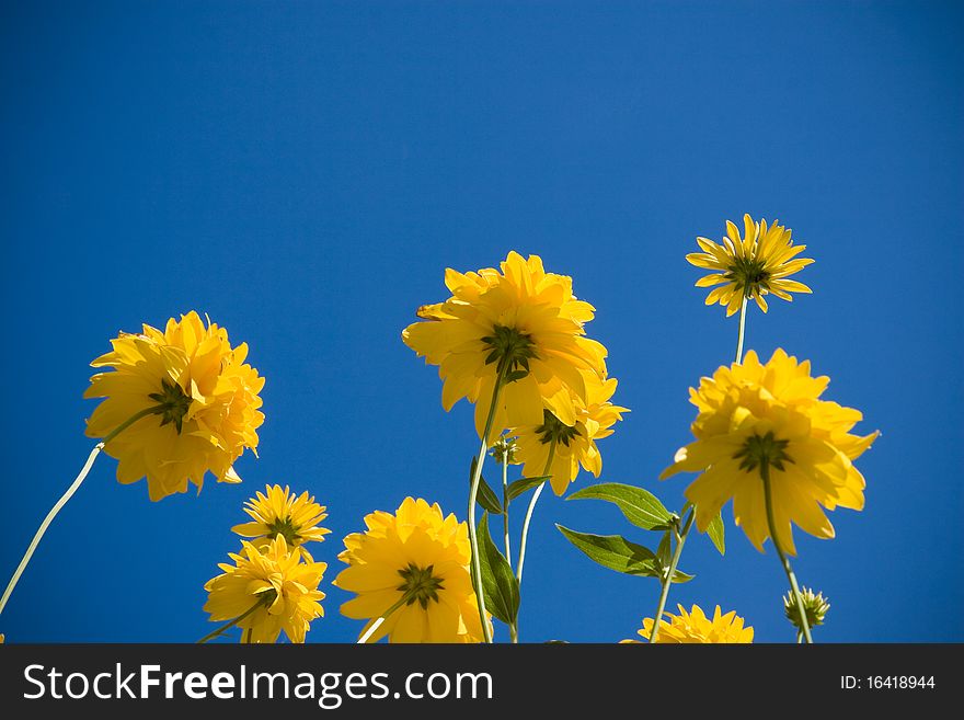 Yellow flowers against a blue sky