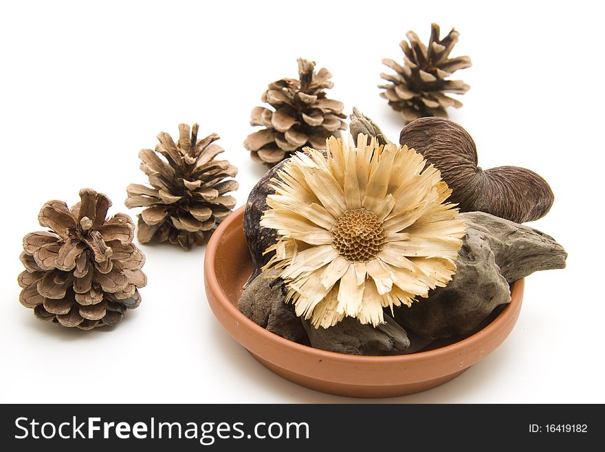 Roots and nutshells with dry flower