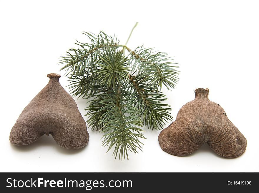 Nut shells and fir branches