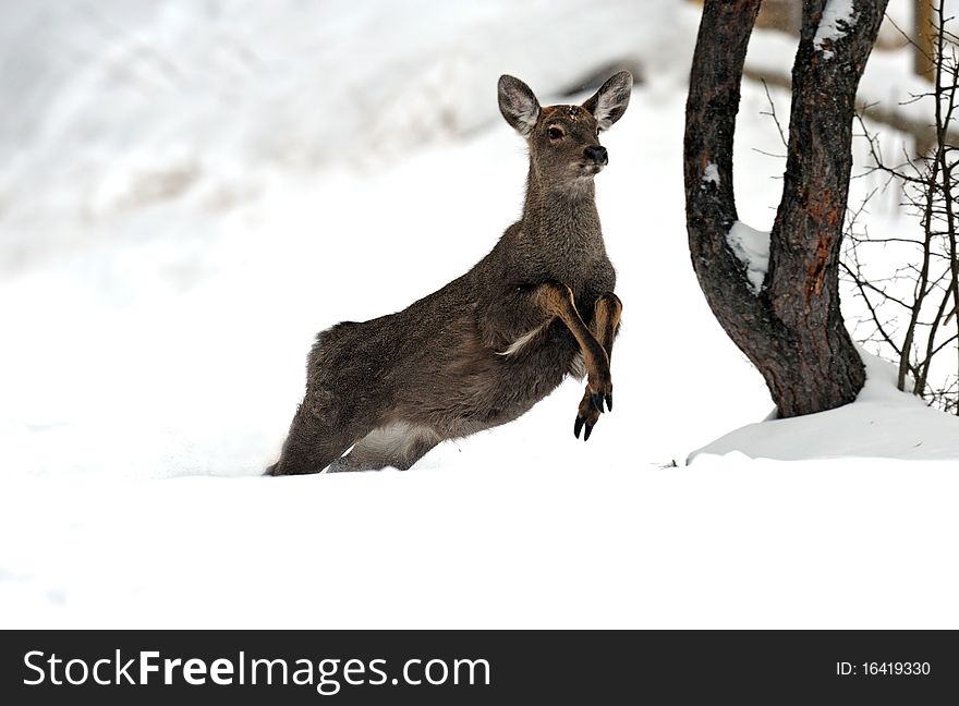 Deer in the natural environment of dwelling. Deer in the natural environment of dwelling