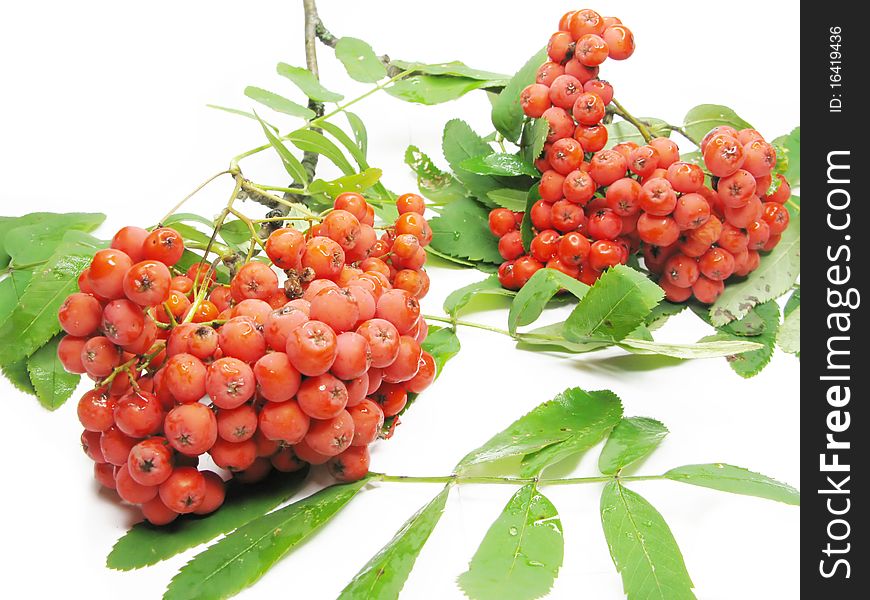 Mountain ash berries on branch