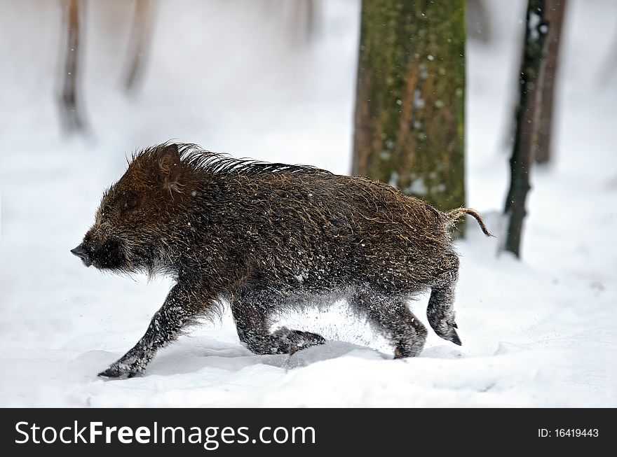 Natural environment of dwelling of wild wild boar. Natural environment of dwelling of wild wild boar