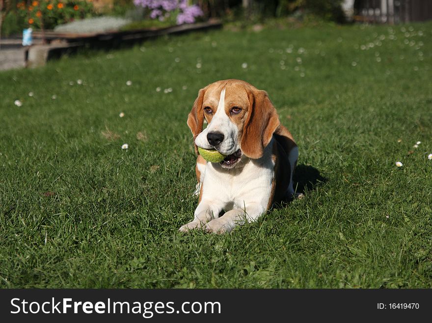 Beagle is playing in the garden with a ball. Beagle is playing in the garden with a ball