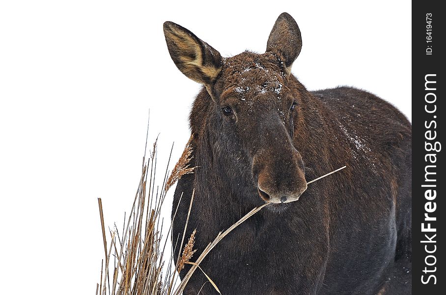 Elk in the natural environment of dwelling