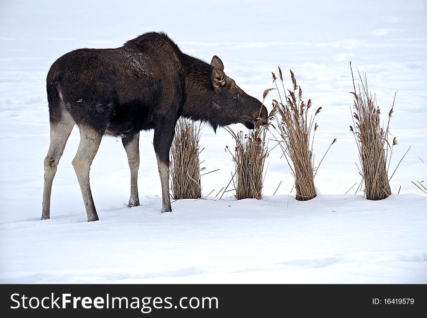 Elk in the natural environment of dwelling