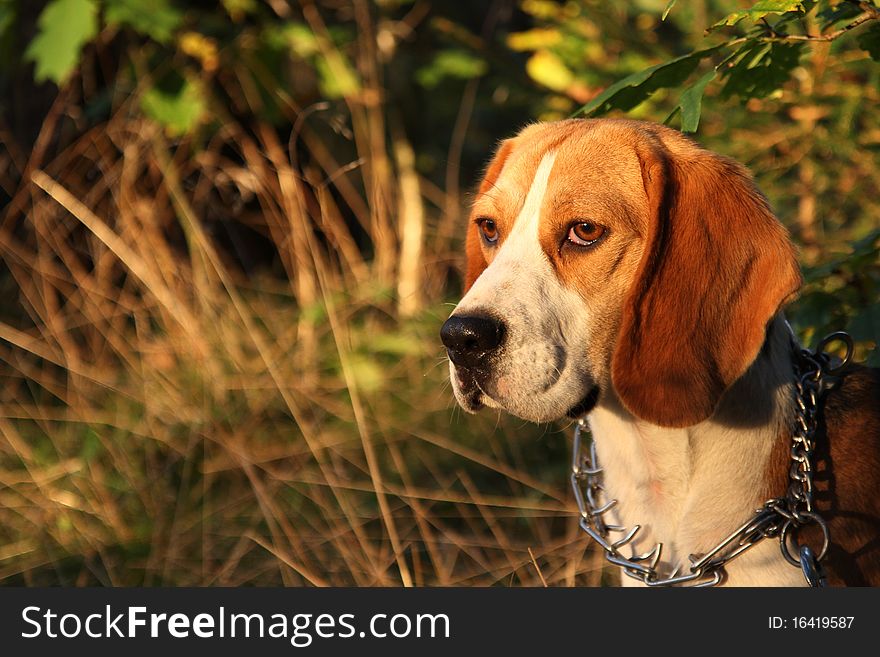 Beagle´s prtrait in the forest. Beagle´s prtrait in the forest