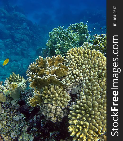 Landscape Under Water