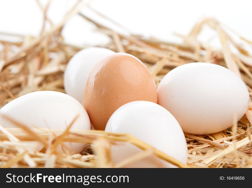 Single brown egg surrounded by white eggs in a nest of straw. Single brown egg surrounded by white eggs in a nest of straw