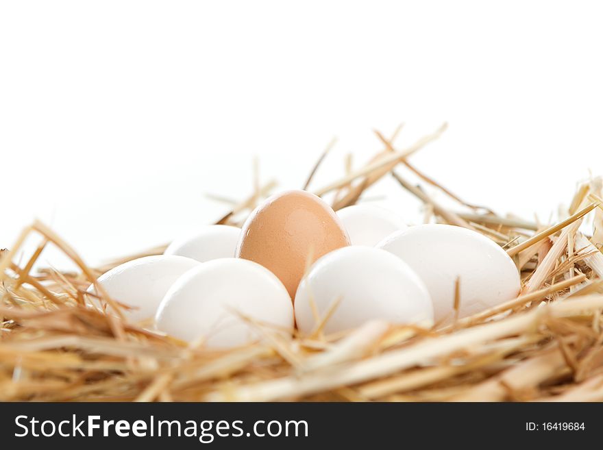 Single brown egg surrounded by white eggs in a nest of straw. Single brown egg surrounded by white eggs in a nest of straw