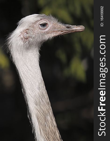 Rheas are large, flightless birds with gray-brown plumage, long legs and long necks, similar to an ostrich.