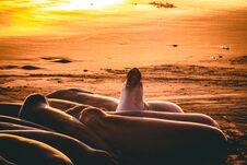 Sea Elephant Fight On The Beach Stock Image