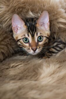 Bengal Cat Sitting Lying On A Blanket Stock Images