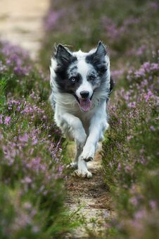 Border Collie Running In Heather Flowers Stock Images