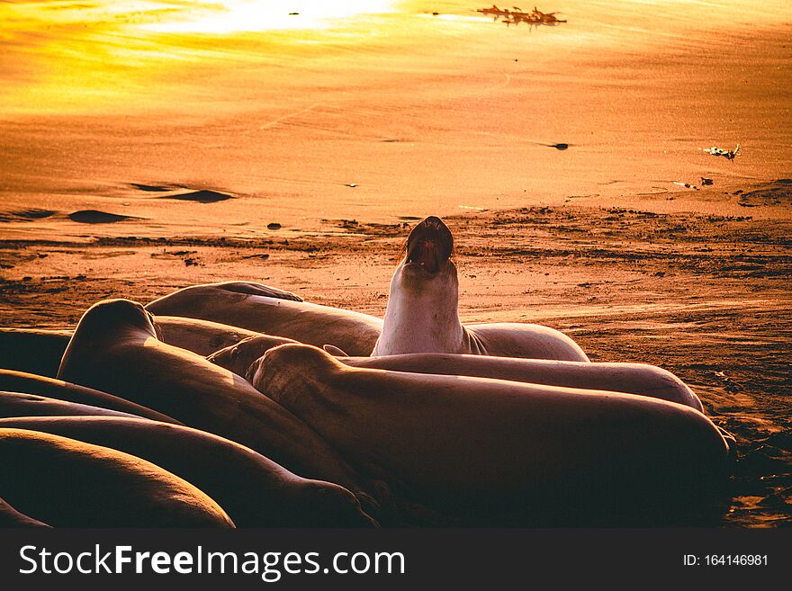 Sea Elephant Fight On The Beach