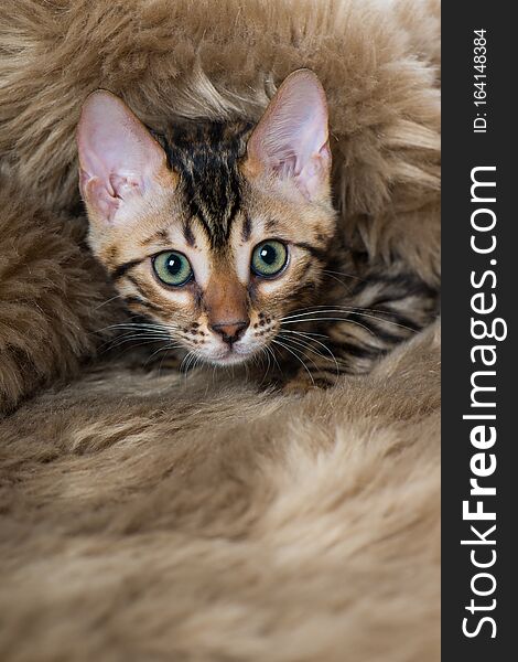 Bengal cat sitting lying on a blanket and looking to the camera