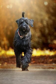 Giant Schnauzer Dog Walking On A Path Royalty Free Stock Photos