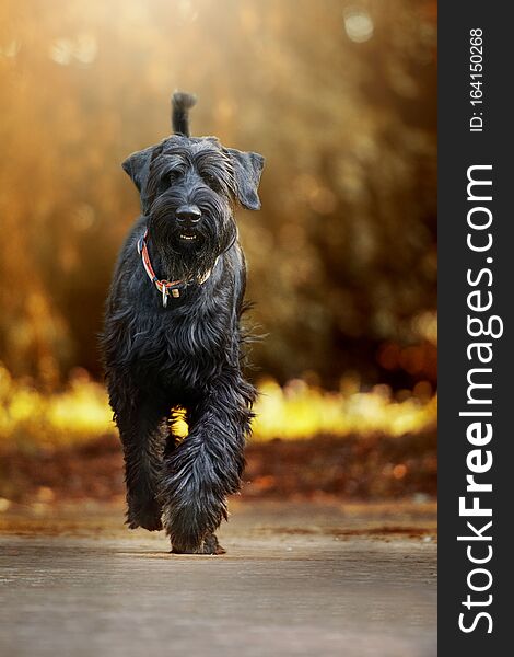 Giant schnauzer dog walking on a path and looking to the camera
