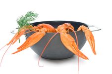 Crayfish Royalty Free Stock Photos Crayfish Royalty Free Stock Photos