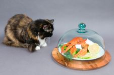 Crayfish And Cat Stock Photos Crayfish And Cat Stock Photos