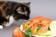 Crayfish And Cat Stock Photo Crayfish And Cat Stock Photo