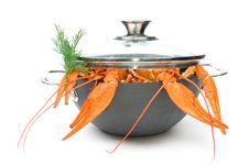 Crayfish Royalty Free Stock Photos Crayfish Royalty Free Stock Photos