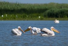White Pelicans Stock Image White Pelicans Stock Image