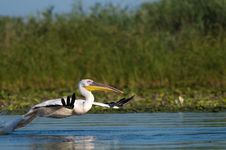 White Pelican Taking Off Royalty Free Stock Images White Pelican Taking Off Royalty Free Stock Images