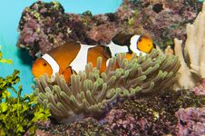 Clownfish (Amphirion Ocellaris) Pair In Anemone Stock Images Clownfish (Amphirion Ocellaris) Pair In Anemone Stock Images