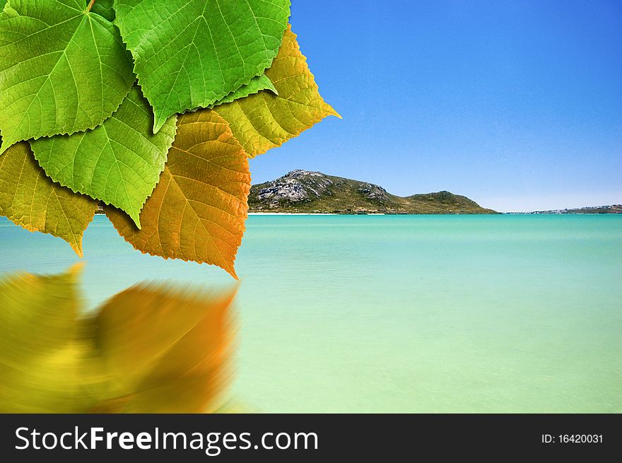 Picture of a Green leaf reflected in water. Picture of a Green leaf reflected in water