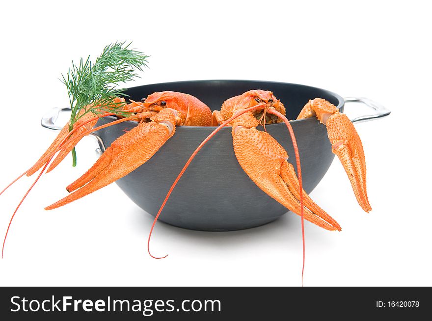 Closeup of isolated crayfish in pan on white background