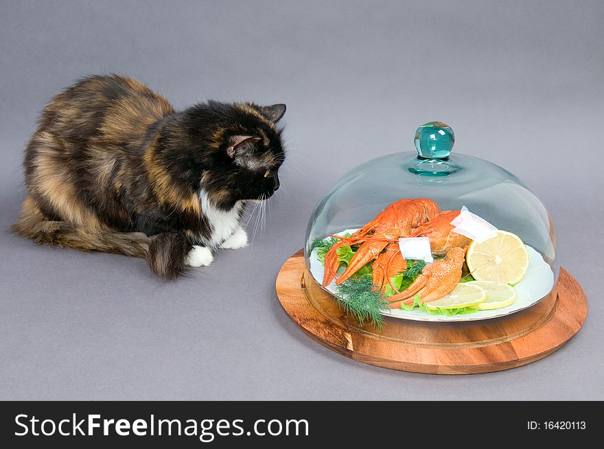 The cat examines a plate of Crayfish on a gray background. The cat examines a plate of Crayfish on a gray background.