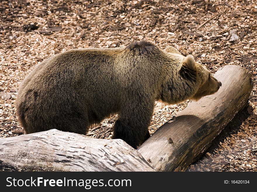 Brown bear searching for food.