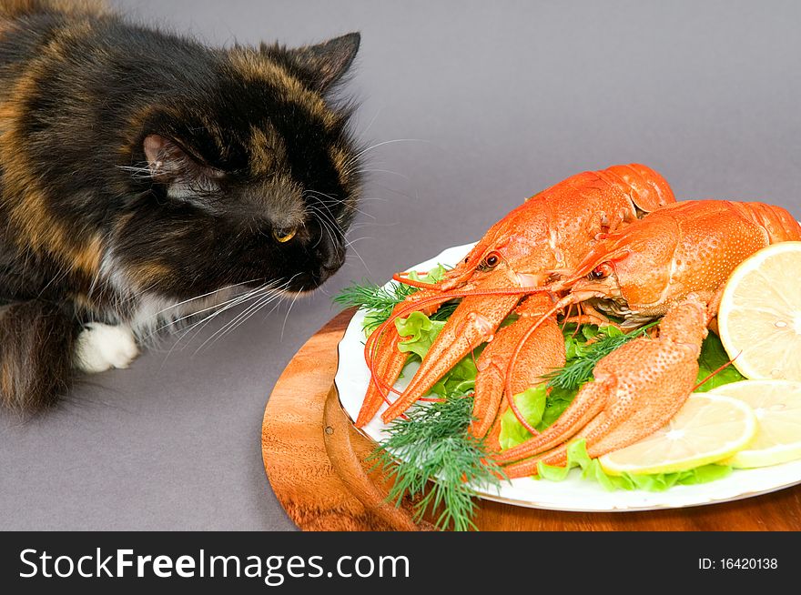 The cat examines a plate of Crayfish, on a gray background. The cat examines a plate of Crayfish, on a gray background.