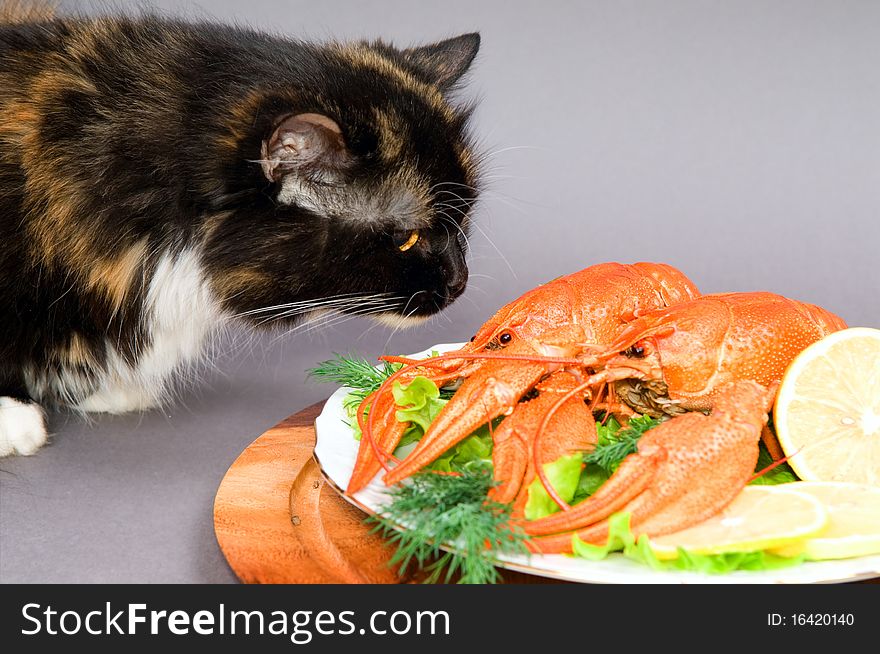 The cat examines a plate of Crayfish on a gray background. The cat examines a plate of Crayfish on a gray background.