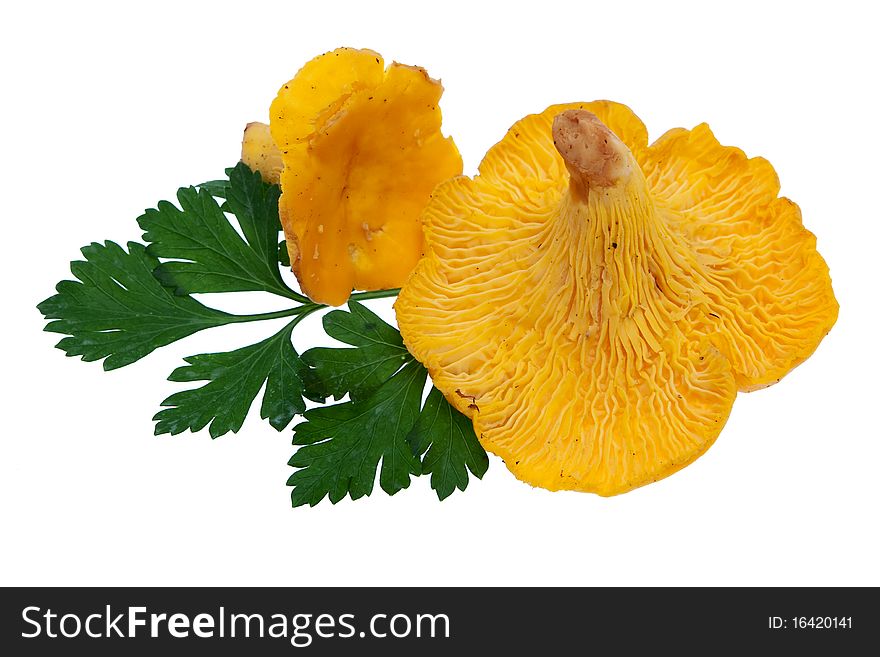 Chanterelle with parsley, mushroom with herbs against white background