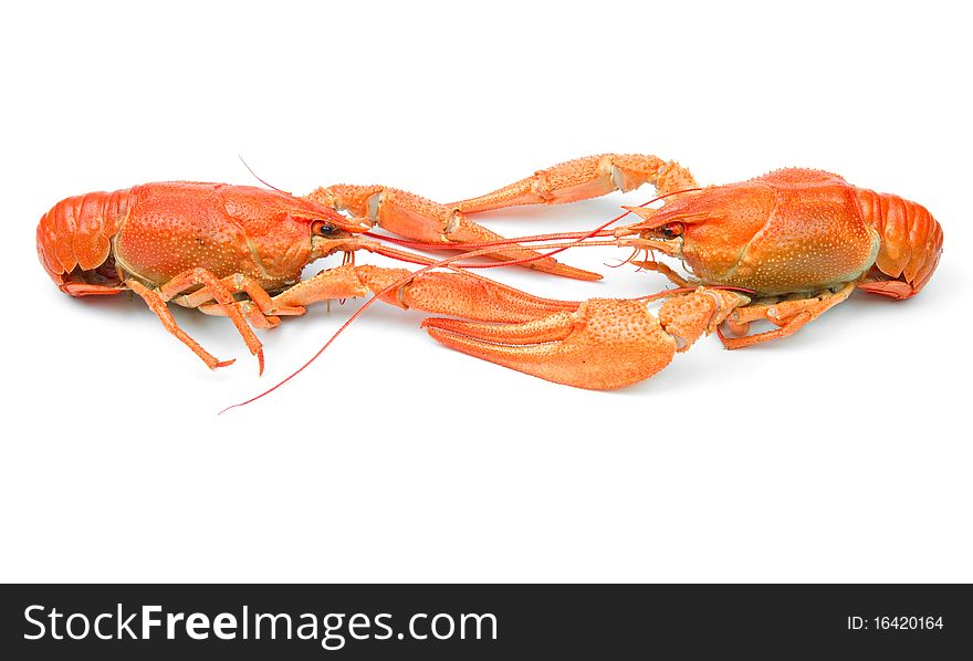 Closeup of isolated crayfish on white background