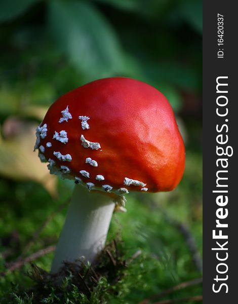 A fly-agaric in the forest