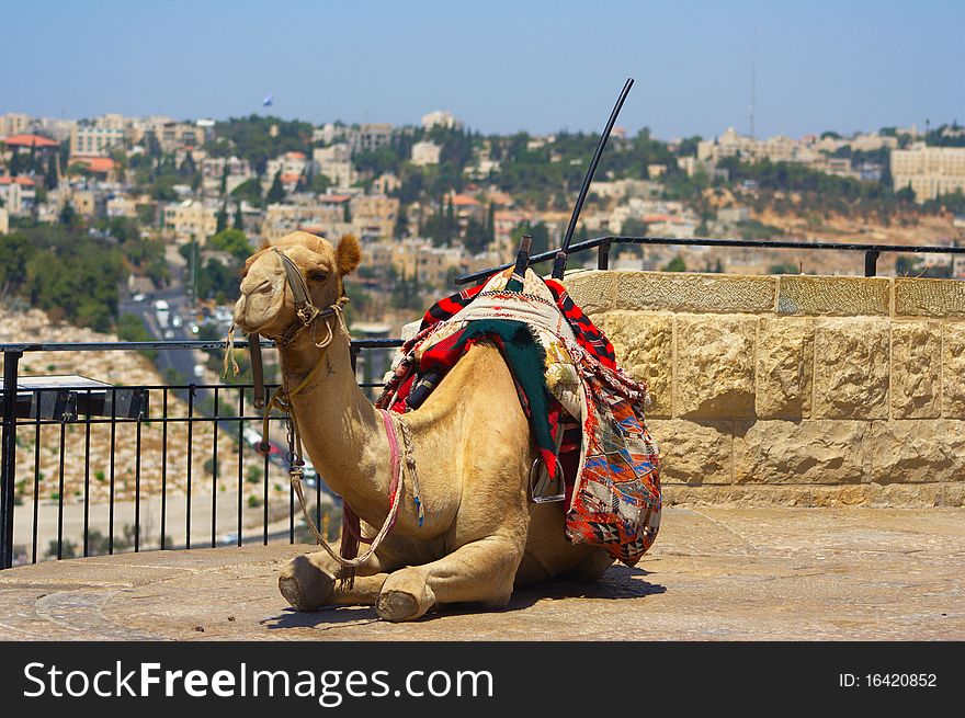 A camel sitting on top of the Mount of Olives in Israel