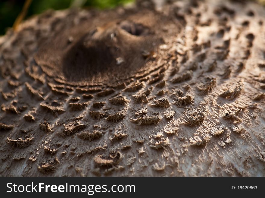 A mushroom in the forest