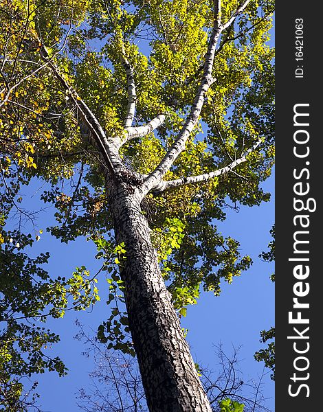 Autumn tree against the blue sky. Vertical composition.