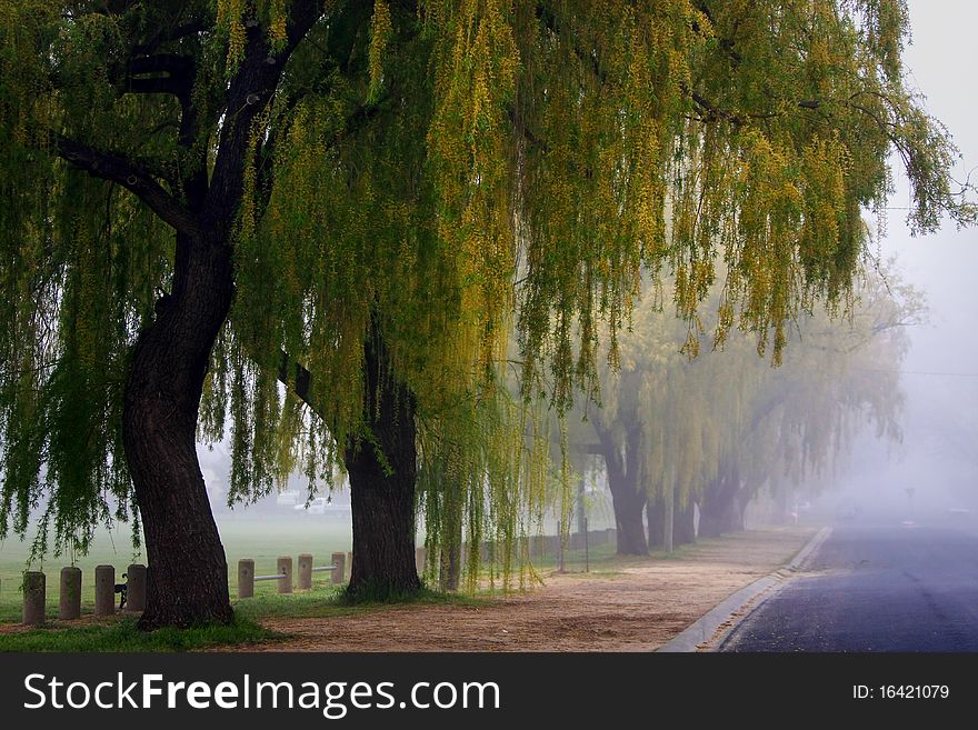Hanging Trees In The Mist