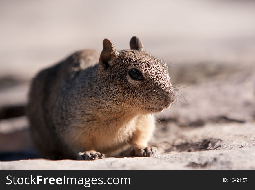 A close up of a squirrel taken in moab USA. A close up of a squirrel taken in moab USA
