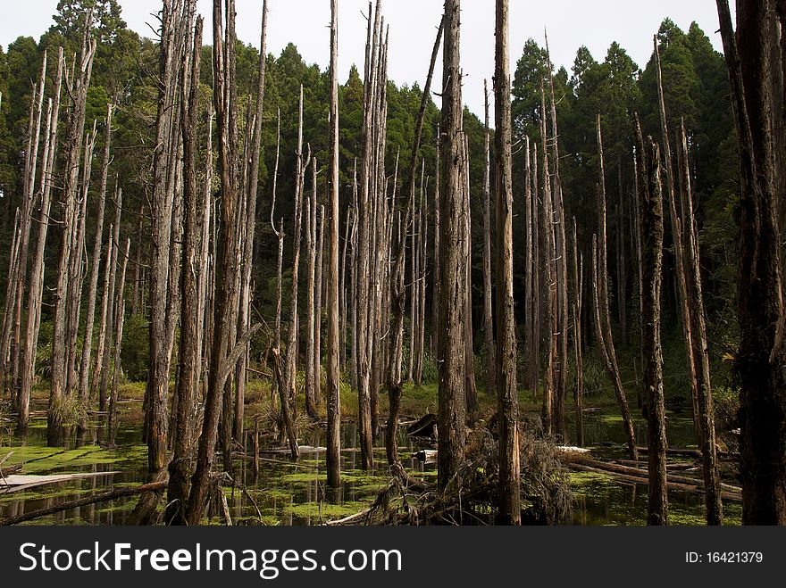 A swamp in forest with lot of dead trees